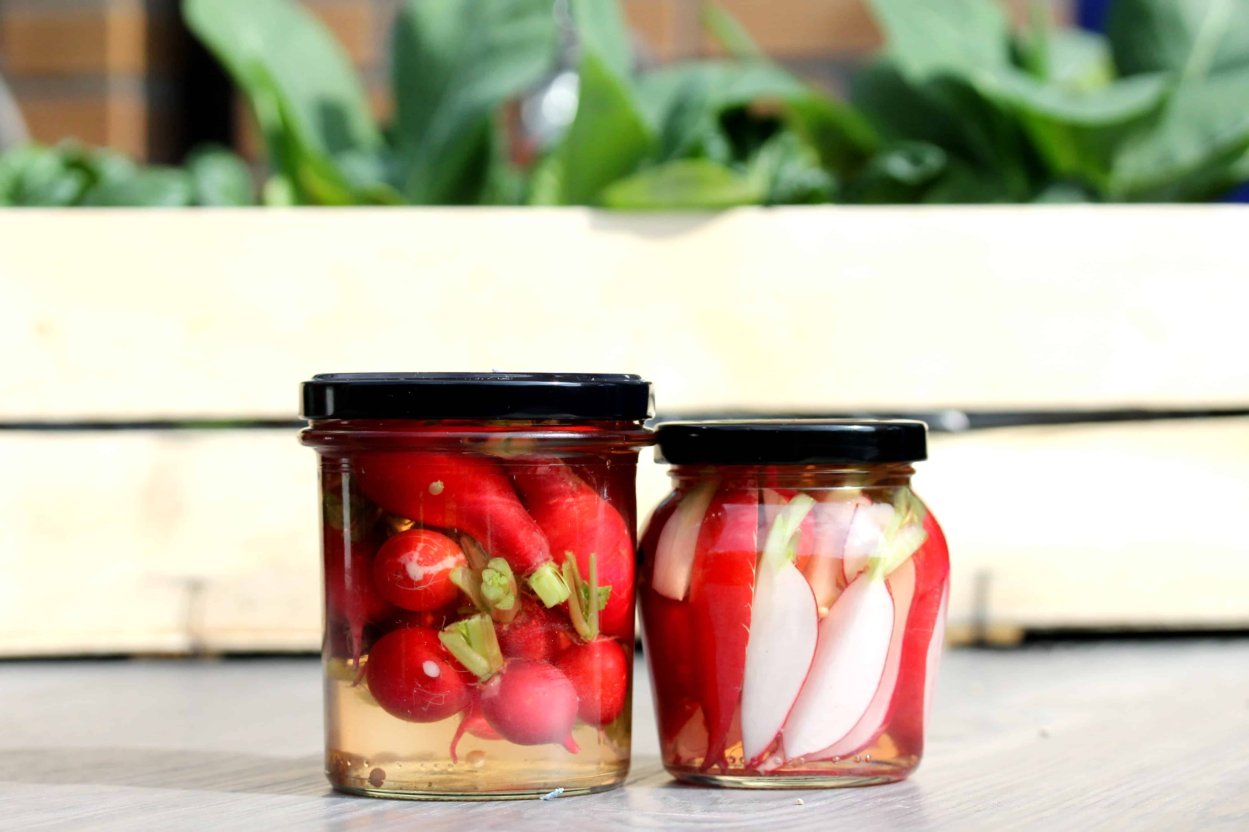 Pickled Radishes