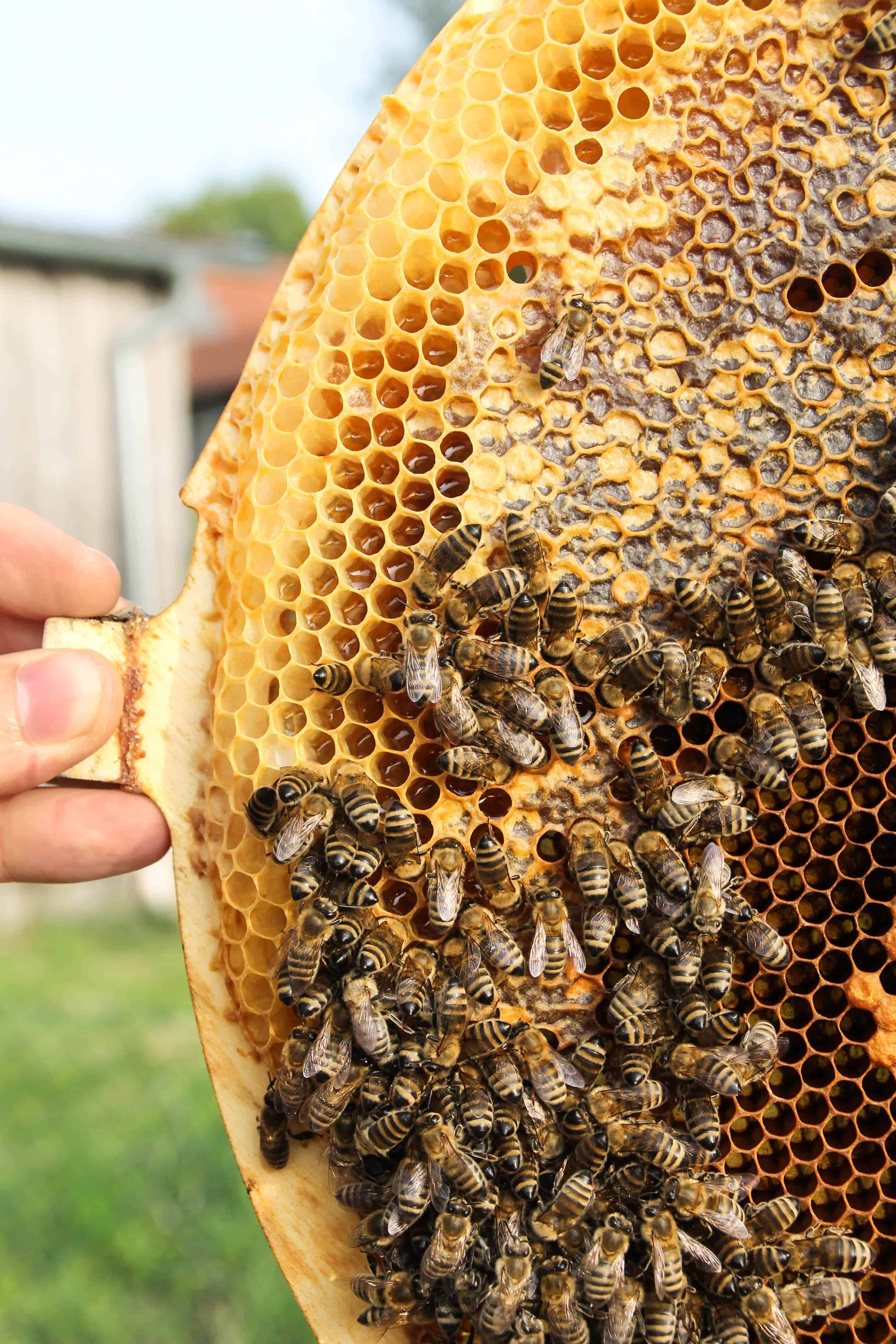 Blog Archive » Bee Swarm