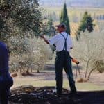 Olive Oil la Fattorria la Vialla by Truefoodsblog
